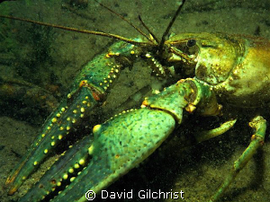 Mr 'Blue Claws' by David Gilchrist 